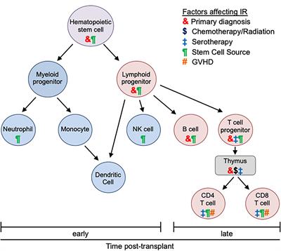 Immune Reconstitution in Pediatric Patients Following Hematopoietic Cell Transplant for Non-malignant Disorders